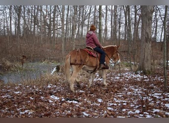 Mule, Jument, 15 Ans, 160 cm, Alezan cuivré