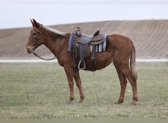 Mule, Jument, 15 Ans, 165 cm, Alezan cuivré