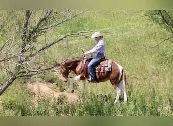 Mule, Jument, 15 Ans, Alezan brûlé