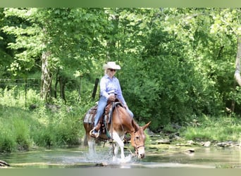 Mule, Jument, 15 Ans, Alezan brûlé