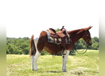 Mule, Jument, 15 Ans, Alezan brûlé