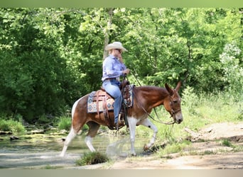 Mule, Jument, 15 Ans, Alezan brûlé