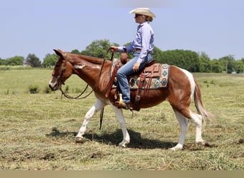 Mule, Jument, 15 Ans, Alezan brûlé