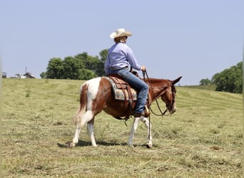 Mule, Jument, 15 Ans, Alezan brûlé