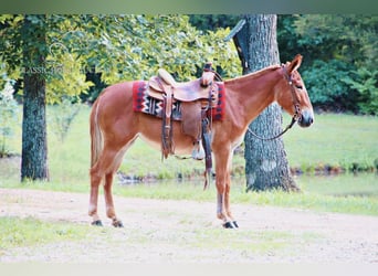 Mule, Jument, 3 Ans, 132 cm, Alezan cuivré