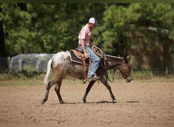 Mule, Jument, 3 Ans, Alezan brûlé