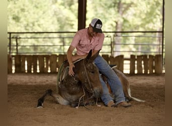 Mule, Jument, 3 Ans, Alezan brûlé