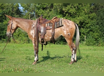 Mule, Jument, 4 Ans, 142 cm