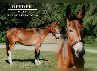 Mule, Jument, 4 Ans, Bai cerise