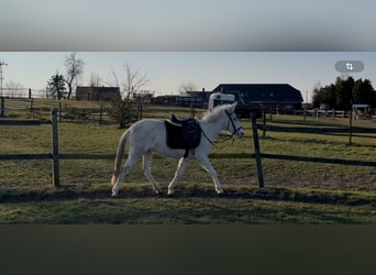 Mule, Jument, 5 Ans, 142 cm, Cremello