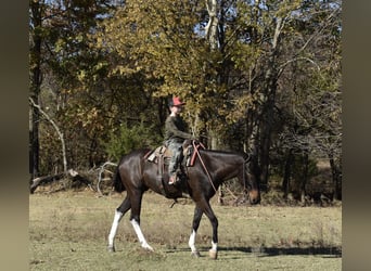 Mule, Jument, 5 Ans, 150 cm, Noir