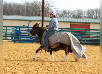 Mule, Jument, 6 Ans, 124 cm, Bai cerise