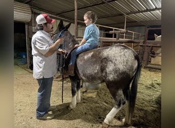 Mule, Jument, 6 Ans, 124 cm, Gris