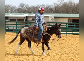 Mule, Jument, 6 Ans, 132 cm, Bai cerise