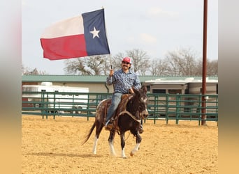 Mule, Jument, 6 Ans, 132 cm, Bai cerise