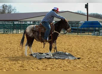 Mule, Jument, 6 Ans, 132 cm, Bai cerise