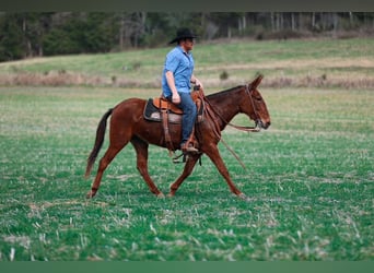 Mule, Jument, 6 Ans, 145 cm, Alezan cuivré