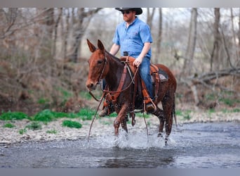 Mule, Jument, 6 Ans, 145 cm, Alezan cuivré