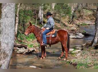 Mule, Jument, 6 Ans, 145 cm, Alezan cuivré