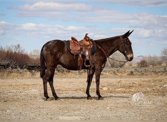 Mule, Jument, 6 Ans, 145 cm, Bai