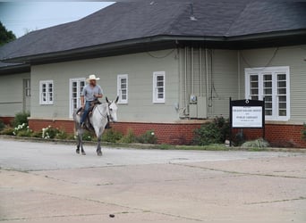 Mule, Jument, 6 Ans, 152 cm, Gris