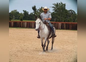 Mule, Jument, 6 Ans, 152 cm, Gris