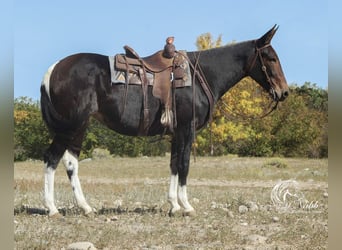 Mule, Jument, 6 Ans, 168 cm, Noir