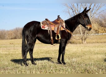 Mule, Jument, 6 Ans, Noir