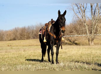 Mule, Jument, 6 Ans, Noir