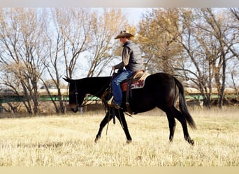 Mule, Jument, 6 Ans, Noir