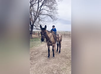 Mule, Jument, 7 Ans, 150 cm, Grullo