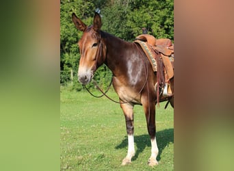 Mule, Jument, 7 Ans, 163 cm, Bai cerise