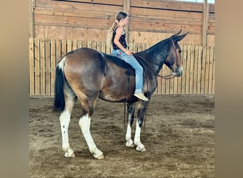 Mule, Jument, 7 Ans, 163 cm, Bai cerise