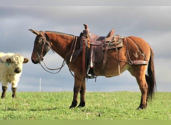 Mule, Jument, 8 Ans, 137 cm, Alezan dun