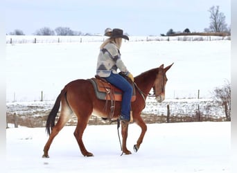 Mule, Jument, 8 Ans, 142 cm, Alezan brûlé