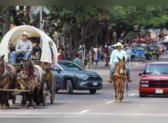 Mule, Jument, 8 Ans, 152 cm, Alezan brûlé