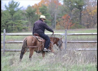 Mule, Jument, 8 Ans, Alezan dun