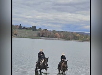 Mule, Jument, 8 Ans, Alezan dun