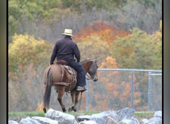 Mule, Jument, 8 Ans, Alezan dun