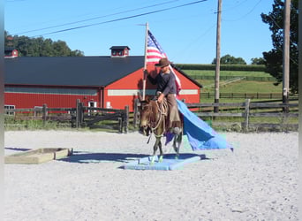 Mule, Jument, 8 Ans, Bai cerise