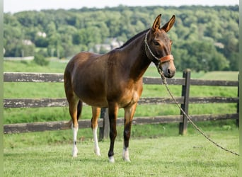 Mule, Jument, 8 Ans, Bai cerise