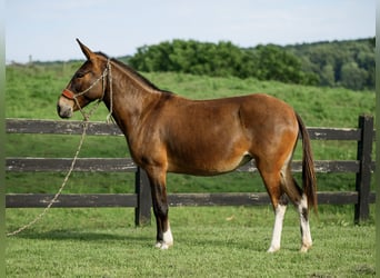 Mule, Jument, 8 Ans, Bai cerise