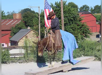 Mule, Jument, 8 Ans, Bai cerise
