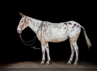 Mule, Jument, 8 Ans, Bai cerise