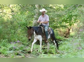 Mule, Jument, 8 Ans, Tobiano-toutes couleurs