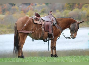 Mule, Jument, 9 Ans, 137 cm, Alezan dun