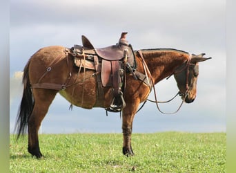 Mule, Jument, 9 Ans, 137 cm, Alezan dun