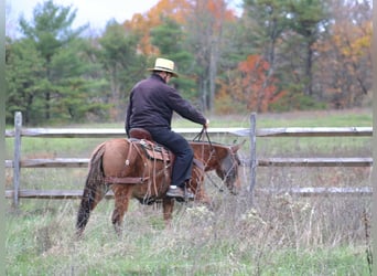 Mule, Jument, 9 Ans, 137 cm, Alezan dun