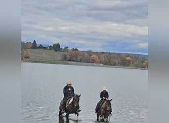 Mule, Jument, 9 Ans, 137 cm, Alezan dun