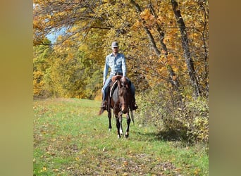 Mule, Jument, 9 Ans, 152 cm, Bai cerise